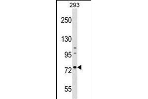 RNPEP Antibody (Center) (ABIN1538377 and ABIN2848965) western blot analysis in 293 cell line lysates (35 μg/lane). (RNPEP Antikörper  (AA 381-411))