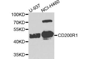 Western blot analysis of extract of U937 and NCIH460 cells, using CD200R1 antibody. (CD200R1 Antikörper)