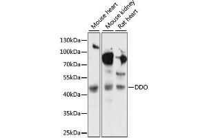 Western blot analysis of extracts of various cell lines, using DDO antibody (ABIN6291977) at 1:1000 dilution. (DDO Antikörper)