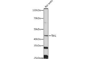 Western blot analysis of extracts of Rat testis, using TI antibody (2517) at 1:1000 dilution. (TIA1 Antikörper  (AA 1-193))