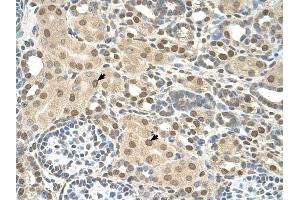 TMEM30A antibody was used for immunohistochemistry at a concentration of 4-8 ug/ml to stain Epithelial cells of renal tubule (arrows) in Human Kidney. (TMEM30A Antikörper  (N-Term))