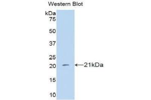 Western blot analysis of the recombinant protein. (IFNA4 Antikörper  (AA 10-163))