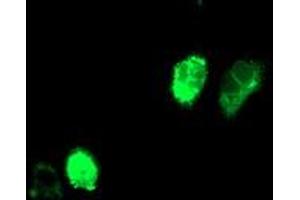 Anti-ADIPOQ mouse monoclonal antibody (ABIN2455201) immunofluorescent staining of COS7 cells transiently transfected by pCMV6-ENTRY ADIPOQ (RC215161). (ADIPOQ Antikörper  (AA 19-244))