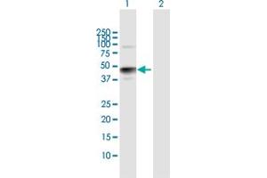 Western Blot analysis of HS3ST3A1 expression in transfected 293T cell line by HS3ST3A1 MaxPab polyclonal antibody. (HS3ST3A1 Antikörper  (AA 1-406))