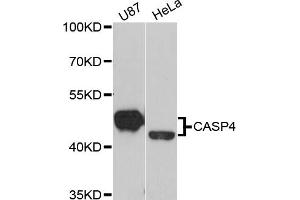 Western blot analysis of extracts of various cell lines, using CASP4 antibody (ABIN2561576) at 1:1000 dilution.