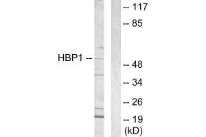 Western Blotting (WB) image for anti-HMG Box-Containing Protein 1 (HBP1) (C-Term) antibody (ABIN1848995) (HBP1 Antikörper  (C-Term))