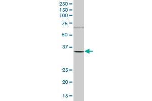 Western Blotting (WB) image for anti-Proteasome (Prosome, Macropain) Subunit, beta Type, 5 (PSMB5) (AA 1-263) antibody (ABIN519377)