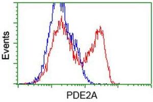 HEK293T cells transfected with either RC207219 overexpress plasmid (Red) or empty vector control plasmid (Blue) were immunostained by anti-PDE2A antibody (ABIN2454182), and then analyzed by flow cytometry. (PDE2A Antikörper)