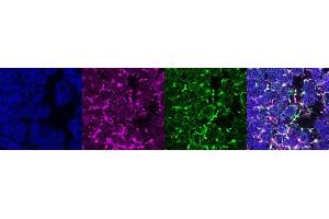 Immunohistochemistry (IHC) image for anti-Coiled-Coil Domain Containing 153 (CCDC153) antibody (ABIN7456205) (CCDC153 Antikörper)