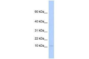 PLAC9 antibody used at 1 ug/ml to detect target protein. (PLAC9 Antikörper  (Middle Region))