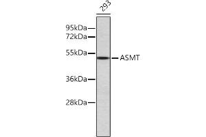 Western blot analysis of extracts of 293 cells, using ASMT antibody (ABIN6134465, ABIN6137204, ABIN7101384 and ABIN7101385). (ASMT Antikörper)