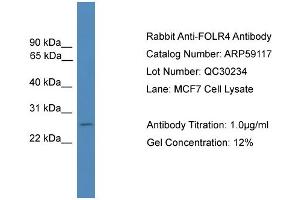 WB Suggested Anti-FOLR4  Antibody Titration: 0. (Folate Receptor 4 Antikörper  (Middle Region))