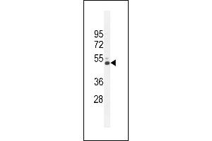 CRFR2 Antibody (D35) (ABIN655389 and ABIN2844937) western blot analysis in K562 cell line lysates (35 μg/lane). (CRHR2 Antikörper  (AA 10-39))