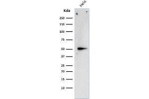 Western Blot Analysis of HeLa cell lysate using Cyclin A2 Mouse Monoclonal Antibody (E67).