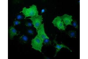 Immunofluorescence (IF) image for anti-DnaJ (Hsp40) Homolog, Subfamily A, Member 2 (DNAJA2) antibody (ABIN1497863) (DNAJA2 Antikörper)