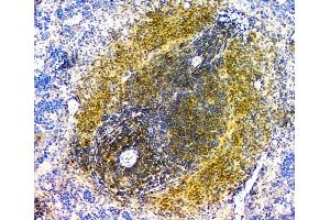 anti-Eukaryotic Translation Initiation Factor 6 (EIF6) (AA 66-210) antibody