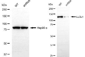 Western blotting analysis using LLGL1 antibody (ABIN7799250).