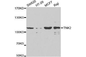 Western blot analysis of extracts of various cell lines, using TNK2 antibody. (TNK2 Antikörper  (AA 70-385))