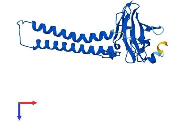 COX2 Protein (AA 1-227) (His tag)