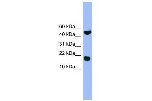 RWDD1 antibody used at 0. (RWDD1 Antikörper  (Middle Region))