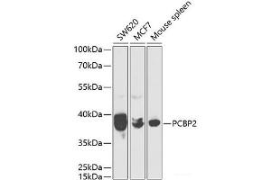 Western blot analysis of extracts of various cell lines using PCBP2 Polyclonal Antibody at dilution of 1:1000. (PCBP2 Antikörper)