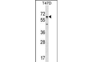 GBP5 Antibody (N-term) (ABIN1539053 and ABIN2848900) western blot analysis in T47D cell line lysates (35 μg/lane). (GBP5 Antikörper  (N-Term))