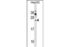 Western blot analysis in HepG2 cell line lysates (35ug/lane). (SHISA5 Antikörper  (AA 75-102))