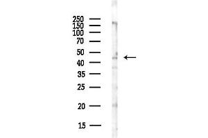 anti-G Protein-Coupled Receptor 87 (GPR87) (C-Term) antibody