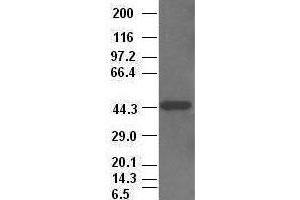 CK19 antibody (2F8) at 1:2500 + HepG2 cell lysate (Cytokeratin 19 Antikörper  (AA 240-390))