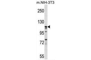 EIF3C Antibody (Center) western blot analysis in mouse NIH-3T3 cell line lysates (35µg/lane). (EIF3C Antikörper  (Middle Region))