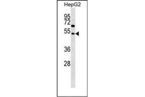 Western blot analysis of FAM83A Antibody  in HepG2 cell line lysates (35ug/lane). (FAM83A Antikörper  (Middle Region))