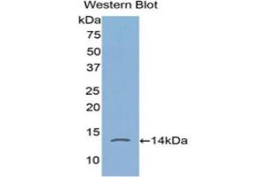 Western Blotting (WB) image for anti-FK506 Binding Protein 1A, 12kDa (FKBP1A) (AA 2-108) antibody (ABIN5662060) (FKBP1A Antikörper  (AA 2-108))