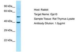 Image no. 1 for anti-Gap Junction Protein, alpha 10, 62kDa (GJa10) (AA 251-300) antibody (ABIN6749843) (GJa10 Antikörper  (AA 251-300))