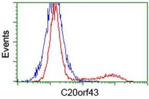 Image no. 4 for anti-Chromosome 20 Open Reading Frame 43 (C20orf43) antibody (ABIN1497039) (C20orf43 Antikörper)