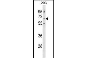 Western blot analysis in 293 cell line lysates (35ug/lane). (GABRE Antikörper  (N-Term))