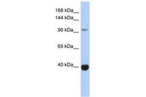 ZBTB4 antibody  (AA 791-840)