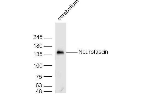 NFASC Antikörper  (AA 501-650)