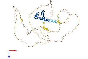 NKX2-1 Protein (AA 1-371) (His tag)