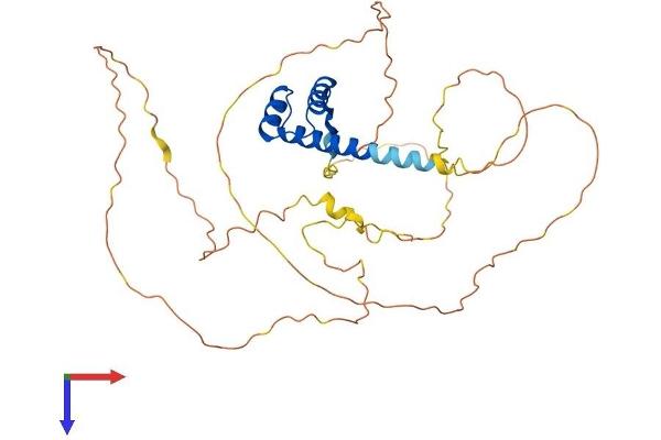 NKX2-1 Protein (AA 1-371) (His tag)