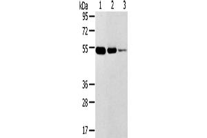 Western Blotting (WB) image for anti-Transmembrane Protease, Serine 11F (TMPRSS11F) antibody (ABIN2427421) (TMPRSS11F Antikörper)