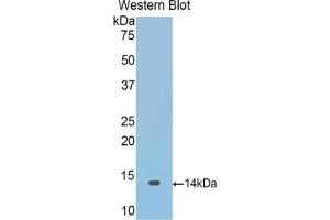 Detection of Recombinant SNCa, Mouse using Polyclonal Antibody to Synuclein Alpha (SNCa) (SNCA Antikörper  (AA 23-140))