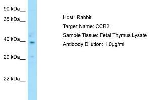 Host: RabbitTarget Name: CCR2Antibody Dilution: 1. (CCR2 Antikörper  (C-Term))