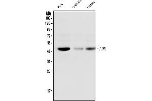 Western blot analysis of ADK using anti-ADK antibody (ABIN7600222).