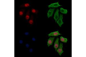 ABIN7094292 and ABIN7098339 staining HepG2 cells by IF/ICC.