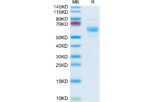 APCDD1 Protein (AA 27-492) (APC,His tag)