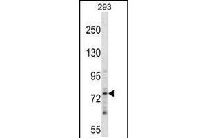 Western blot analysis in 293 cell line lysates (35ug/lane). (ZNF81 Antikörper  (N-Term))