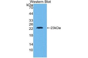 Western Blotting (WB) image for anti-Lymphotoxin-alpha (LTA) (AA 36-205) antibody (ABIN1860797) (LTA Antikörper  (AA 36-205))