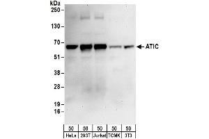 Western Blotting (WB) image for anti-5-Aminoimidazole-4-Carboxamide Ribonucleotide Formyltransferase/IMP Cyclohydrolase (ATIC) (AA 50-100) antibody (ABIN7450003)