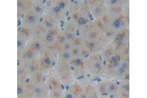 IHC-P analysis of Human Tissue, with DAB staining. (Biglycan Antikörper  (AA 49-182))
