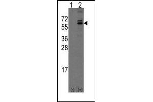 Image no. 1 for anti-Olfactomedin 1 (OLFM1) (C-Term) antibody (ABIN357854) (Olfactomedin 1 Antikörper  (C-Term))